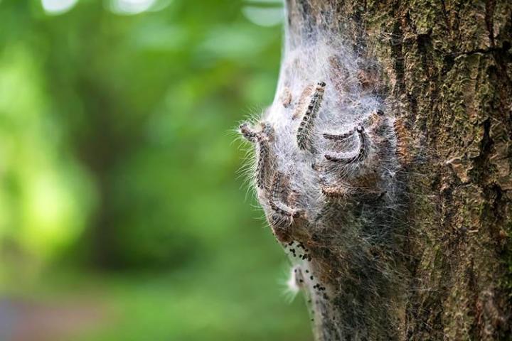 Faites appel à nous pour éradiquer les chenilles processionnaires.