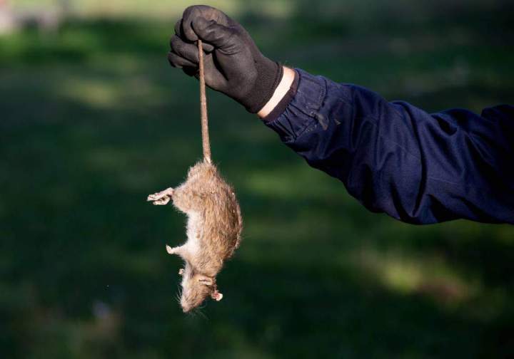 Service anti-rats Hauts-de-Seine